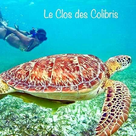 Lodge Colibris Piscine Privee Vue Panoramique Mer Et Montagne Pelee , 500 M Plage Dans Un Parc , Calme Assure Ideal Pour Decouvrir Le Nord Caraibes Le Carbet Exteriér fotografie