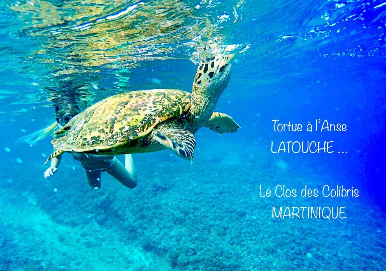 Lodge Colibris Vue Panoramique Mer Et Montagne Pelee , 500 M Plage Dans Un Parc , Calme Assure Ideal Pour Decouvrir Le Nord Caraibes Le Carbet Exteriér fotografie