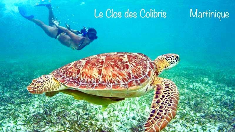 Lodge Colibris Piscine Privee Vue Panoramique Mer Et Montagne Pelee , 500 M Plage Dans Un Parc , Calme Assure Ideal Pour Decouvrir Le Nord Caraibes Le Carbet Exteriér fotografie